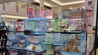 Pameran Anjing Ras PTC Surabaya