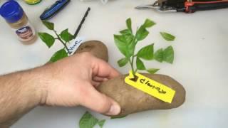 Put A Lemon Cutting In A Potato and Watch It Grow PART 2