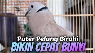 Suara Burung Puter Pelung Birahi Bikin Cepat Bunyi #089