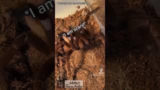 Tarantula attacking me?! #arachnids #spider #tarantula #insects #spiders #tarantulas #nature