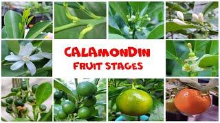 Calamondin or Calamansi fruit development stages | NJ and TX Garden