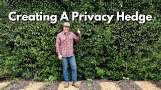 How To Create A Privacy Hedge