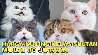 MAAF... INI HARGA KUCING KELAS SULTAN