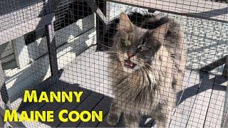 Talking Cat | Huge Maine Coon Cat Manny #mainecooncat