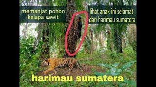 Lakukan cara ini ketika bertemu harimau sumatera di perkebunan kelapa sawit  | fh88