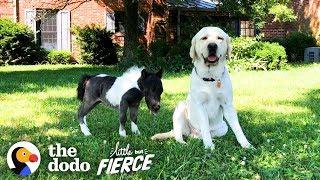 Tiniest Dwarf Horse Learns to Walk | The Dodo Little But Fierce