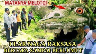 Awalnya Dikira Batu Berlumut ! Setelah Mendekat Ternyata Ular Naga Raksasa Bertapa Matanya Melotot