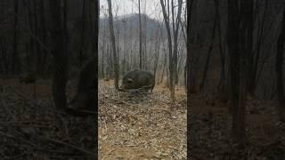 Mummy Pig Building Nest #pig #boar #animal #viral #short #wildpig #wildboar #wildlife #farmlife