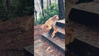 Monkey Mom With Her Baby #monkeylove #shorts #video #viral #animals