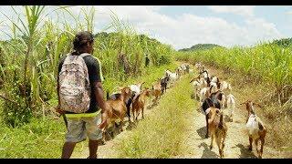 Raising Goats In Jamaica