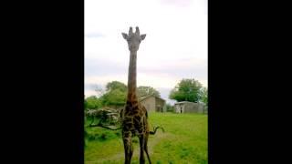 How to call Oliver the Giraffe...