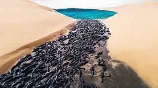 Don't Try to Save Fish in the Desert!