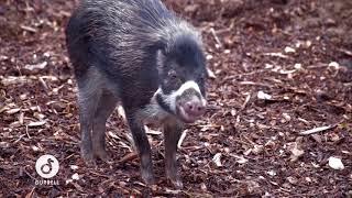 Meet Durrell's Visayan Warty Pigs