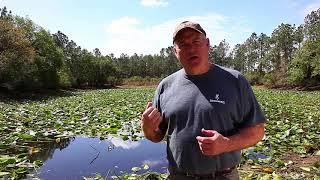 Cutting Lily Pads with the Weed Razer Tool