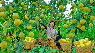 Harvesting Sweet Ripe Pear Garden Goes To Market Sell - Cooking, Farm | Tieu Lien