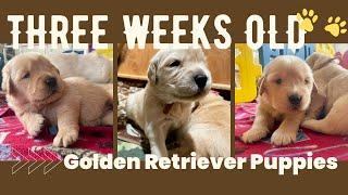 3 Week Old Golden Retriever Puppies - Adorable Golden Retriever Puppies 3 Weeks Old