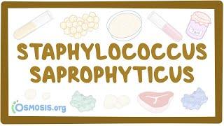 Staphylococcus saprophyticus - an Osmosis Preview