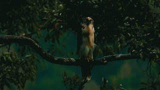 Cinematic Alam Hutan | Nature Cinematic 3 Minutes | Backsound Sinematik Alam Keren No Copyright