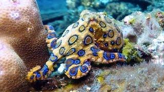 Blue-ringed octopus flashing its bright warning colors