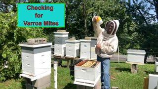 Varroa Destructor Mite Testing using Varroa easyCheck alcohol wash. #beekeeping #varroa #honeybee