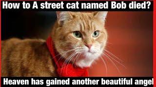 Reason to died a street cat named Bob | You definitely shocked after knowing