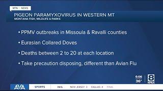 FWP reports pigeon paramyxovirus outbreaks in Missoula, Ravalli counties