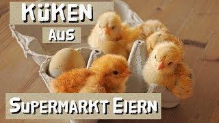 Küken aus Supermarkt Eiern? Geht das?