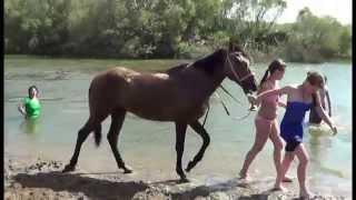 Купание с лошадьми на реке Нура 25.06.15г.