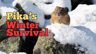 Mountain Marvels: The Resilient Life of Pikas in Harsh Climates