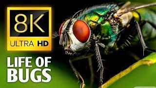 8K ULTRA HD 60 FPS - Life Of Bugs - The Insects