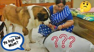 We bought new gift for Tyzuu | Unboxing gift with my Saint Bernard