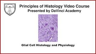 Glial Cell Histology and Physiology [Nervous System Histology 2 of 3]