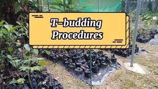 T-BUDDING PROCEDURES