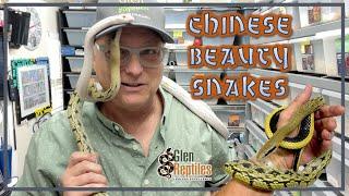 Chinese Beauty Snakes