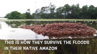 Floating fire ants