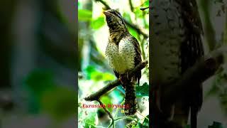 eurasian-wryneck call | Eurasian wryneck sound #bird #nature