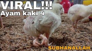 Bikin Heran! Ayam Berkaki Empat Yang Bikin Heboh Pemiliknya