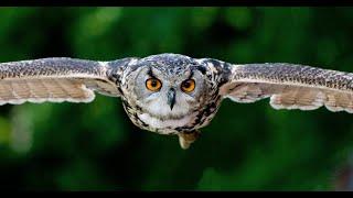 OWL/RELAX/MUSIC- EMBIEN