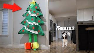 Will My Huskies Notice Me Disguised As Christmas Tree?