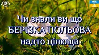 Чи знали ви що БЕРІЗКА ПОЛЬОВА надто цілюща