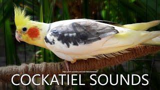 Cockatiel Singing, Cockatiel Call Sounds - Male Cockatiel (Dono)