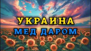 Что случилось с ценой на украинский мед.