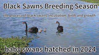 Black swans breeding season, introduce the process of black swans from incubation, birth, and growth