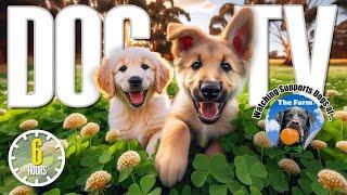 Dog TV for Dogs to Watch  Entertainment for Dogs  Relaxing Dog Music & Anti Anxiety Dog Home Alone