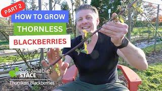 How To Grow Thornless Blackberries - PART 2