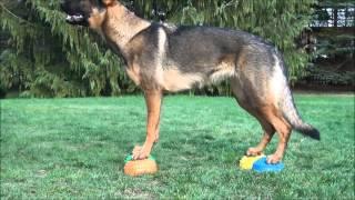 Gymnic Multiactive Stone bei active4dogs