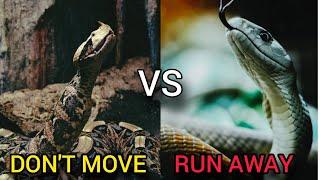 Gaboon Viper vs Black Mamba - Who Is Most Dangerous Snake??????..