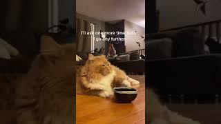 Cat Rocks Her Food Bowl To Get Owner's Attention - 1277602