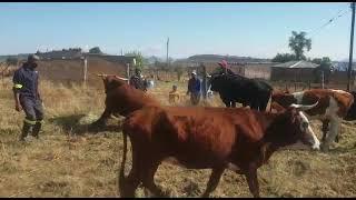 how to slaughter a cow in Herschel Amahlubi