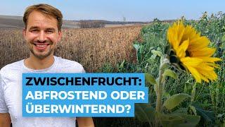 Zwischenfrucht abfrostend oder überwinternd - was macht mehr Sinn?